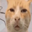 str8 mustard face