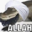 Allah Gator