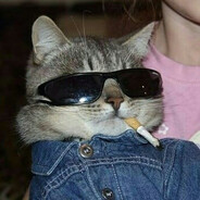 Gato