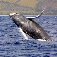 Professional Humpback Whale