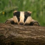 a pesky badger