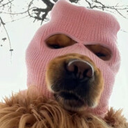 汪汪大队悍匪突击手