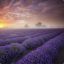 lavendersunrise