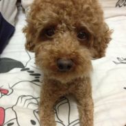 我想赢，我的错