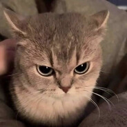 devious cat