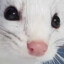widdle baby