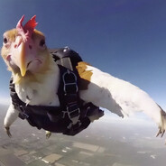 chicken avatar