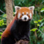TTV: RedPanda19987