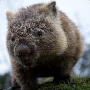 COMBAT WOMBAT