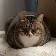 中华田园抬杠人1