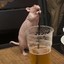 RATÃO PUTASSO