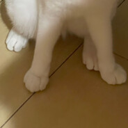 Damn使龙城free将在