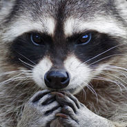 RobertoTuMancoDeConfianza