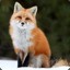 Red Fox ⚡