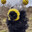 bumble