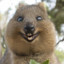 Little quokka