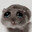 Durtle