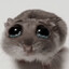Durtle