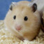 hamster pootis