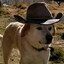 Perrito Cowboy