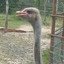 ostrich