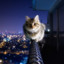 Neko05