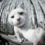 Shma
