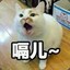 油猫饼