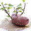 Germinating_Potato