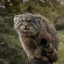 Mr.Manul