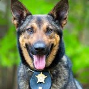 K9.