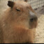 Capybara-0_0