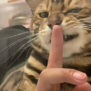 玩家头像