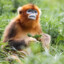Monke