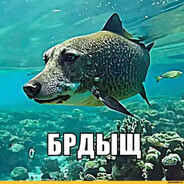 Брдыщ