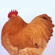 PhatRooster