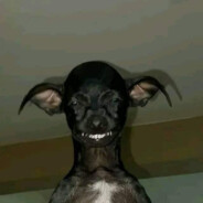 MC lobisomen