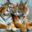 Tiger^^︻ 一