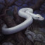 Snake_White