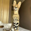 Average Serval