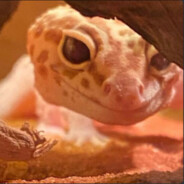 ๖ζ͜͡L𝓮𝔁𝓪