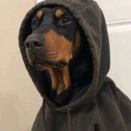 小狗爱吃大香蕉