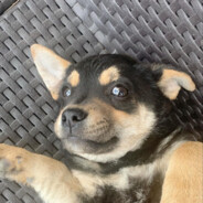 JETTA PEAK avatar