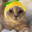 Cat with lemon on head's avatar