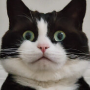 Ciallo～(∠・ω< )⌒☆