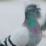 Boon: Pigeon