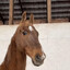 Horse of Shock and Astonishment