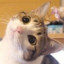 小蜜蜂肘击