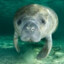 manateemolester83