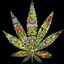 Weedizz!!